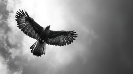 Fototapeta premium The sight of a hawk soaring high in the sky, embodying freedom, vision, and the pursuit of higher goals.