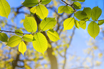 Spring landscape, background - view of the hazel leaves on the branch in the deciduous forest on a sunny day, close up, with space for text
