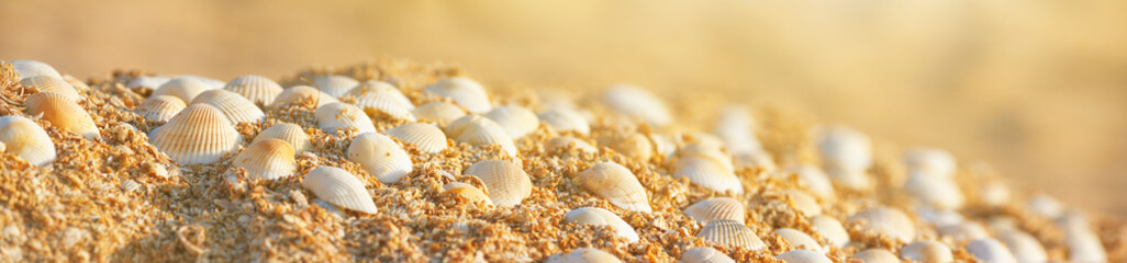 Summer natural background - seashells on the sand on the shore of the sea beach. Horizontal banner