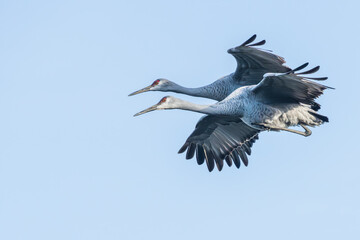 Sandhill Cranes flying over a marsh