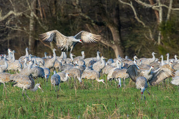 A Sandhill Crane landing in a field