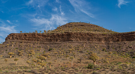 The beautiful trees in the Namib Desert, Namibia and South Africa. Against a dry and arid dune and...