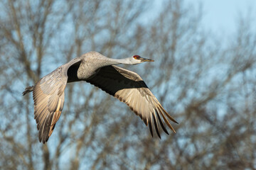 A Sandhill Crane flying over a marsh