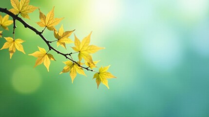 Fototapeta premium Serene autumn branch with vibrant yellow leaves against a soft, blurred green and teal backdrop