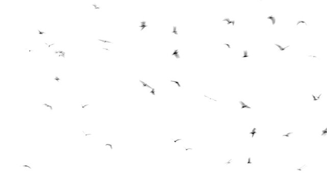 Real bird silhouettes on a white background, easy to blend in your compositions with multiply mode