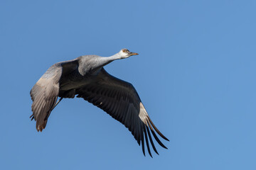 A Sandhill Crane flying over a marsh