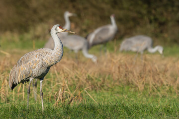 A Sandhill Crane feeding in a grass field
