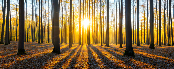 Autumn Forest Sunrise - Nature Photography