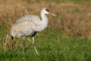 A Sandhill Crane feeding in a grass field