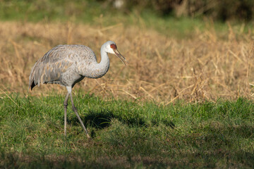 A Sandhill Crane feeding in a grass field