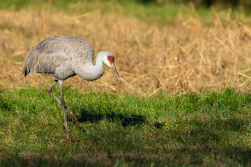 A Sandhill Crane feeding in a grass field
