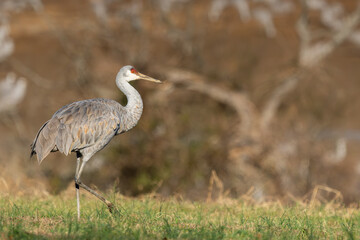 A Sandhill Crane feeding in a grass field