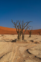 Beautiful Trees in the Namibian Desert - Namibia