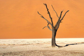 The beautiful trees in the Namib Desert, Namibia and South Africa. Against a dry and arid dune and mountain backdrop