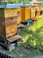 Colorful beehives in a lush garden, surrounded by wildflowers and greenery, creating a vibrant and...