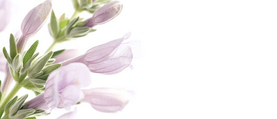 Fototapeta premium close up of pink flower buds and green leaves against a white background