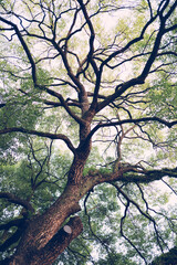 香樟树