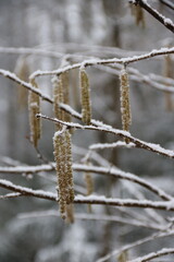 Haselnussbaum blüht im Winter im Schnee 