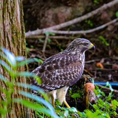 Hawk in different poses