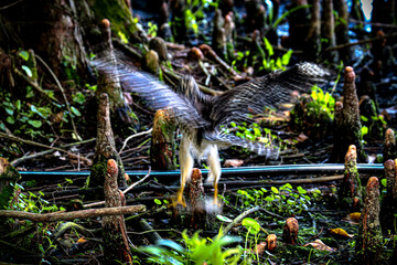 Hawk in different poses