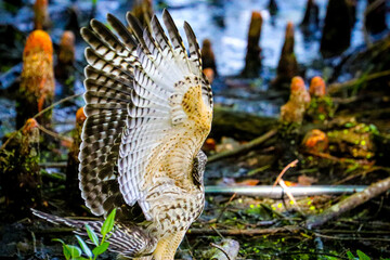 Hawk in different poses
