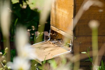 A beekeeper inspecting wooden beehives in a lush green garden under a cloudy sky, wearing protective gear and a wide-brimmed hat, surrounded by plants.