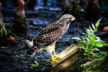 Obraz premium Hawk in different poses