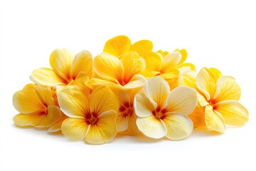 Obraz premium Yellow wijaya kusuma isolated on white background 