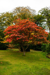 Fototapeta premium Trees in autumn colors in a botanic garden.