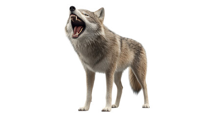 Intense closeup, gray wolf with mouth open in a wildlife portrait 