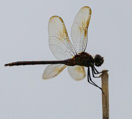 Dragon fly