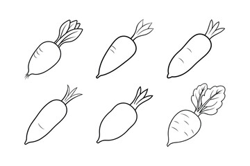 Daikon (Raphanus sativus var. longipinnatus) design, labeled line art vector illustration