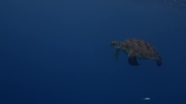 Underwater closeup shot of Green Turtle slowly swimming in deep sark blue water on Gili island, Indonesia. Amazing wild life, marine animals. Deep blue sea ocean wild nature on Bali. Minimalistic shot