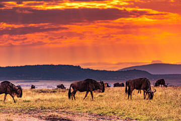 wildebeest in serengeti national park serengeti country