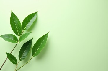 Fototapeta premium Fresh green leaves on soft pastel background for natural and eco-friendly designs 