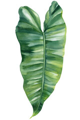 watercolor philodendron leaf isolated on white, green tropical plant illustration, hand painted nature foliage clipart © Hanna