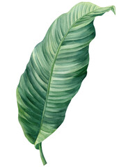 watercolor banana leaf isolated background, tropical green plant illustration, hand painted nature foliage clipart decor © Hanna