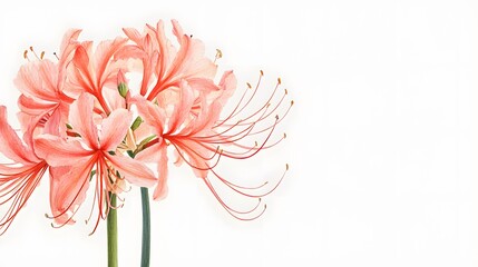 Obraz premium Delicate Pink Spider Lilies Isolated on White Background