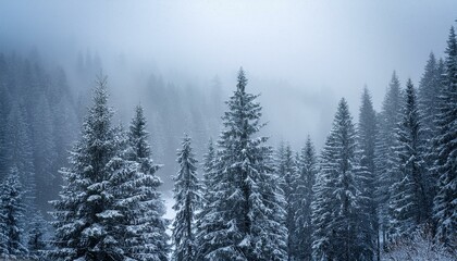 Fototapeta premium snow gently falling on pine trees in a misty winter wonderland
