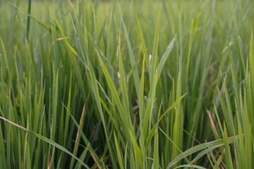 The beauty of Slamet Mountain in Banyumas Regency, Central Java, indonesia. It was taken on January 15, 2025 by a professional. It's a wonderful landscape with a nice view