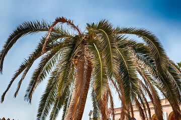 Palm Tree