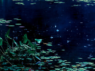 Abstract Lily Pads and Raindrops on Pond Water 