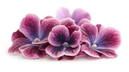 Fototapeta premium close up of purple hydrangea flowers