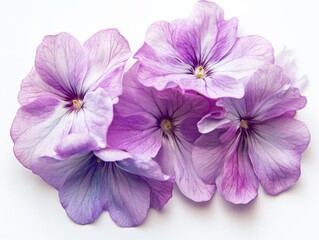 Fototapeta premium close-up of purple flowers on a white background