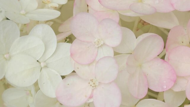 beautiful blossom of soft light  pink hydrangea at summer day. macro footage