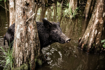 Feral Hogs in Louisiana Bayou Swamp