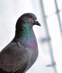 Close up of grey Pegion sitting near glass window