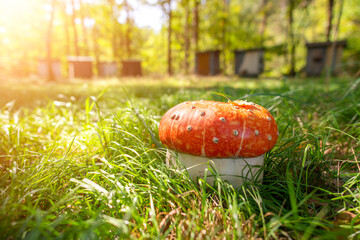 A unique pumpkin with warts on a cap resembling a toxic amanita mushroom illuminated by warm...