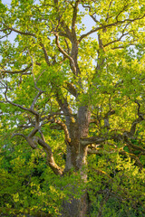Old oak tree with expansive branches sunlit by spring sun