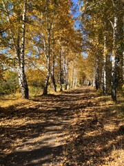 Fototapeta premium Autumn path